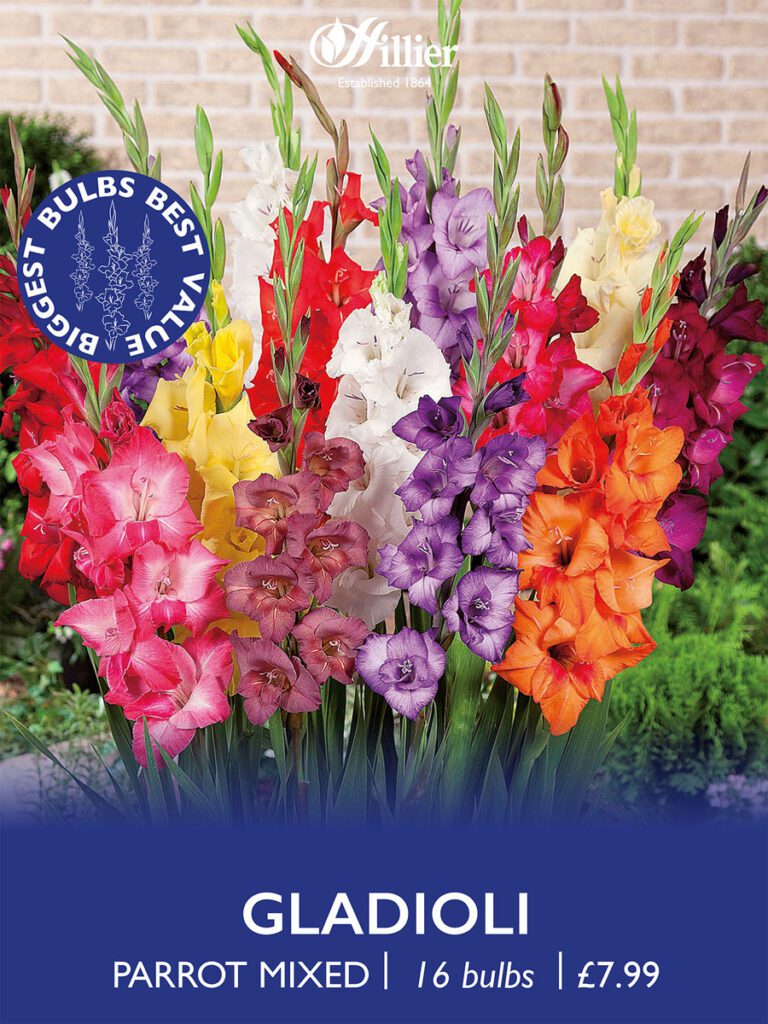 Gladioli Parrot Mixed Bulbs 8718641970478 2
